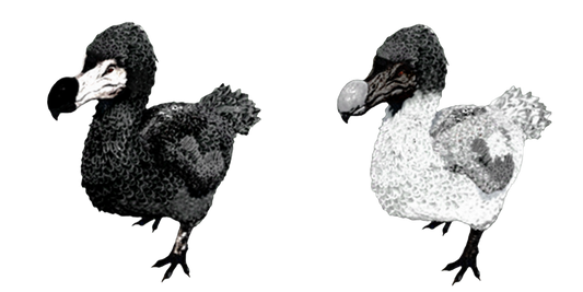 Dodo 1500 Melee